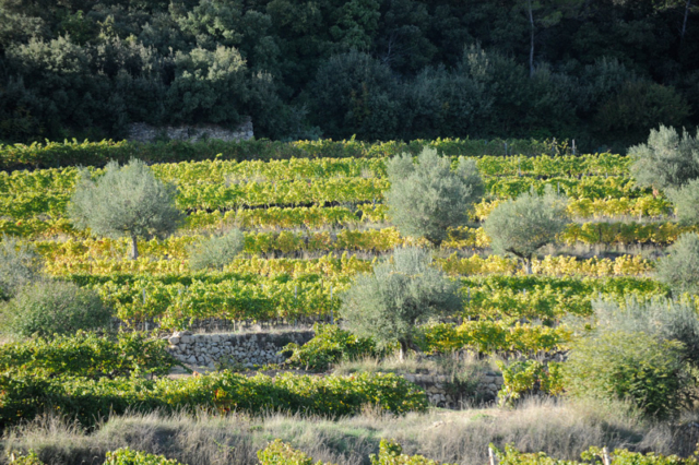 Olive trees punctuate a nearby vineyard.