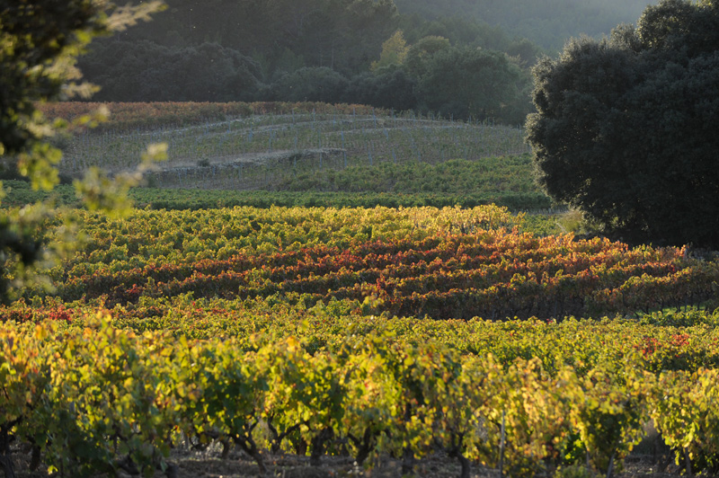 After the harvest, vines begin their fall transition.