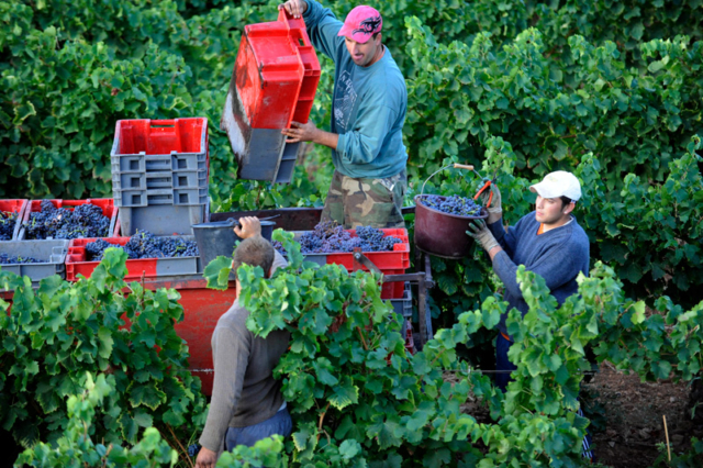 Every vineyard is alive with busy harvestors.