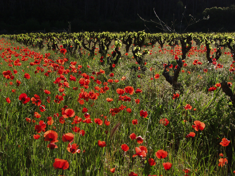 Poppies and just budding grapevines.